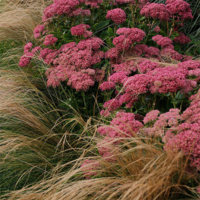 jardin ambiance chic