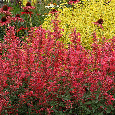 Agastache-Kudos-Coral-4