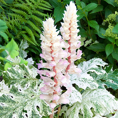 acanthus-whitewater-p5104-39617_image