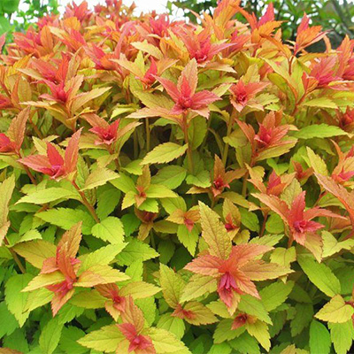 spiraea_japonica_goldflame_spierstruik